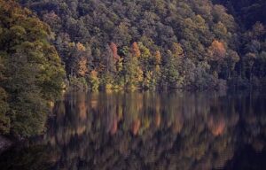 Trees and Their Medicinal Properties