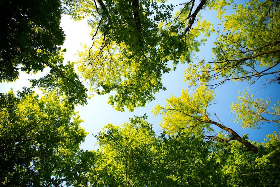 Trees as Natural Sound Barriers