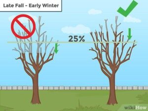 Best Time of Year for Tree Pruning