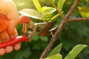 Pruning Trees to Control Growth