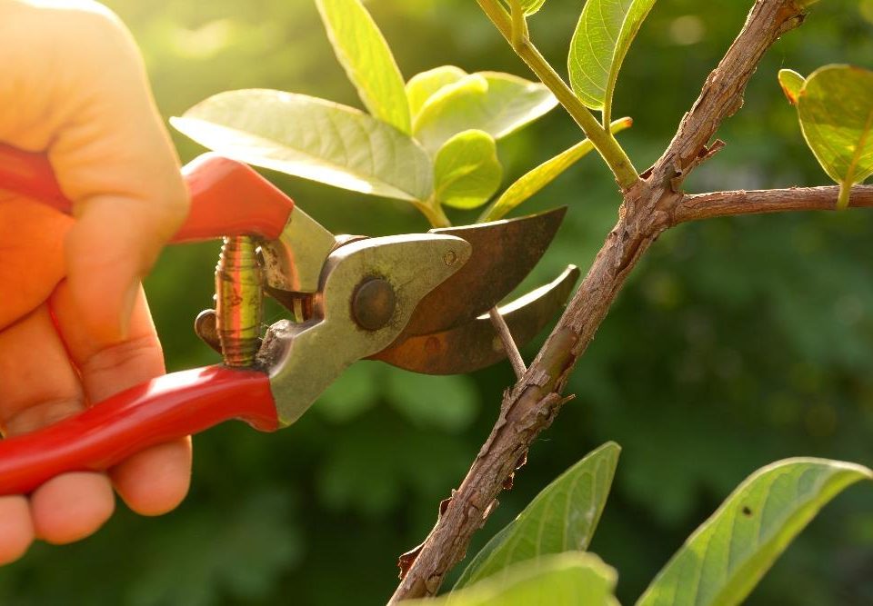 Pruning Trees to Control Growth