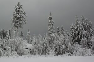 Winter Tree Care Tips