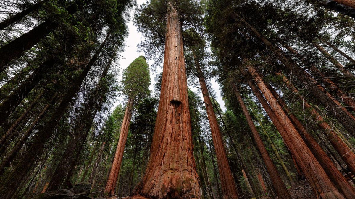 Trees and Mental Health