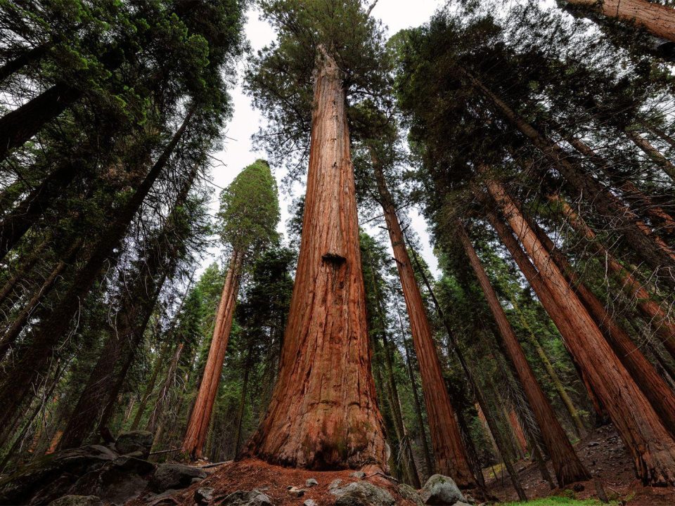 Trees and Mental Health