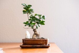 The Art of Bonsai Tree Pruning