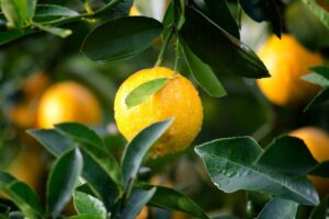 Fruit Tree Care and Maintenance