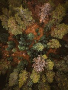 Coppicing and Pollarding Techniques