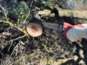 Seasonal Tree Pruning: When and How