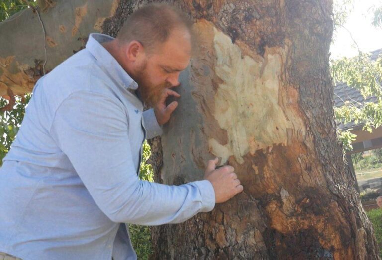 How Arborist Reports Aid in Tree Selection - Simpsons Tree Service
