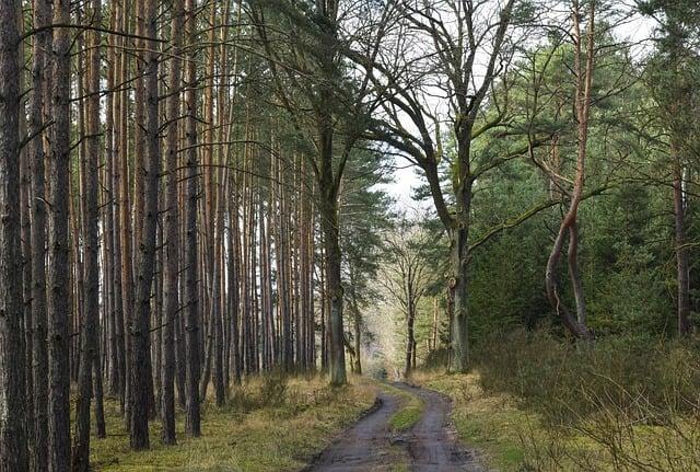 Trees as Natural Carbon Sinks