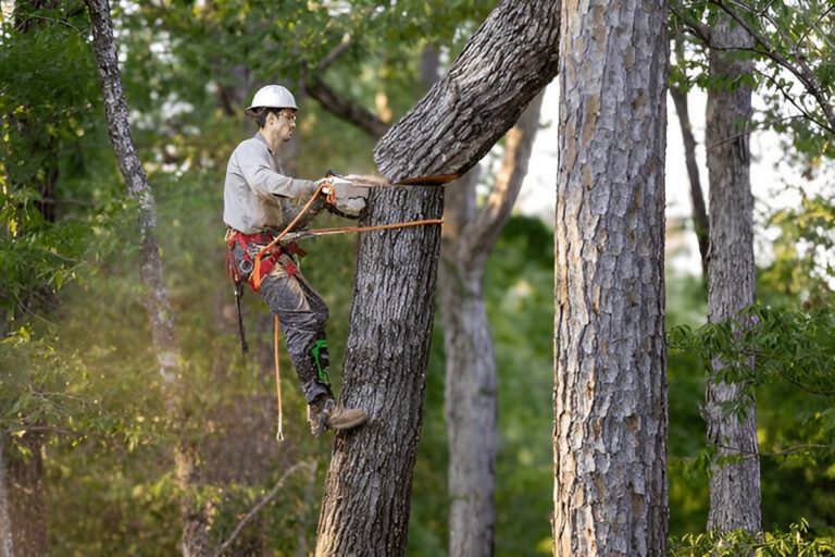 Tree Removal - Simpsons Tree Service