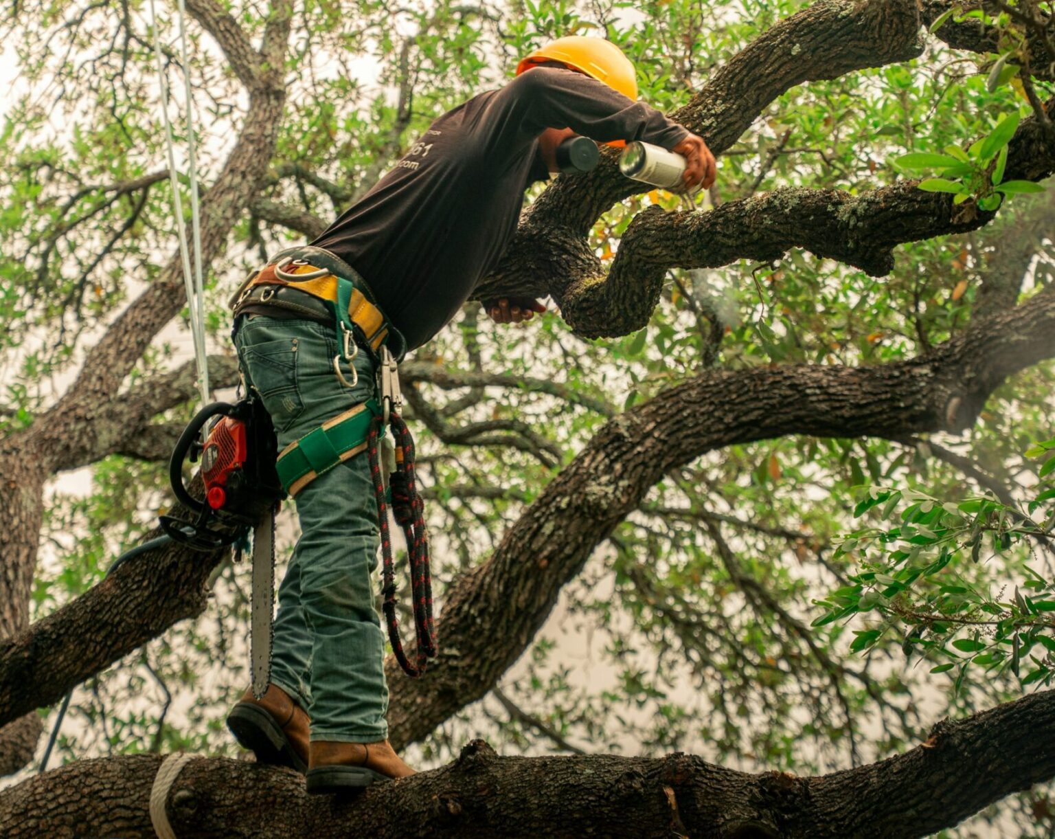 The Importance of Correct Pruning Techniques - Simpsons Tree Service