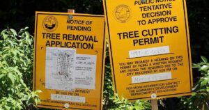 Arborist Reports in Somers Ave, Macleod