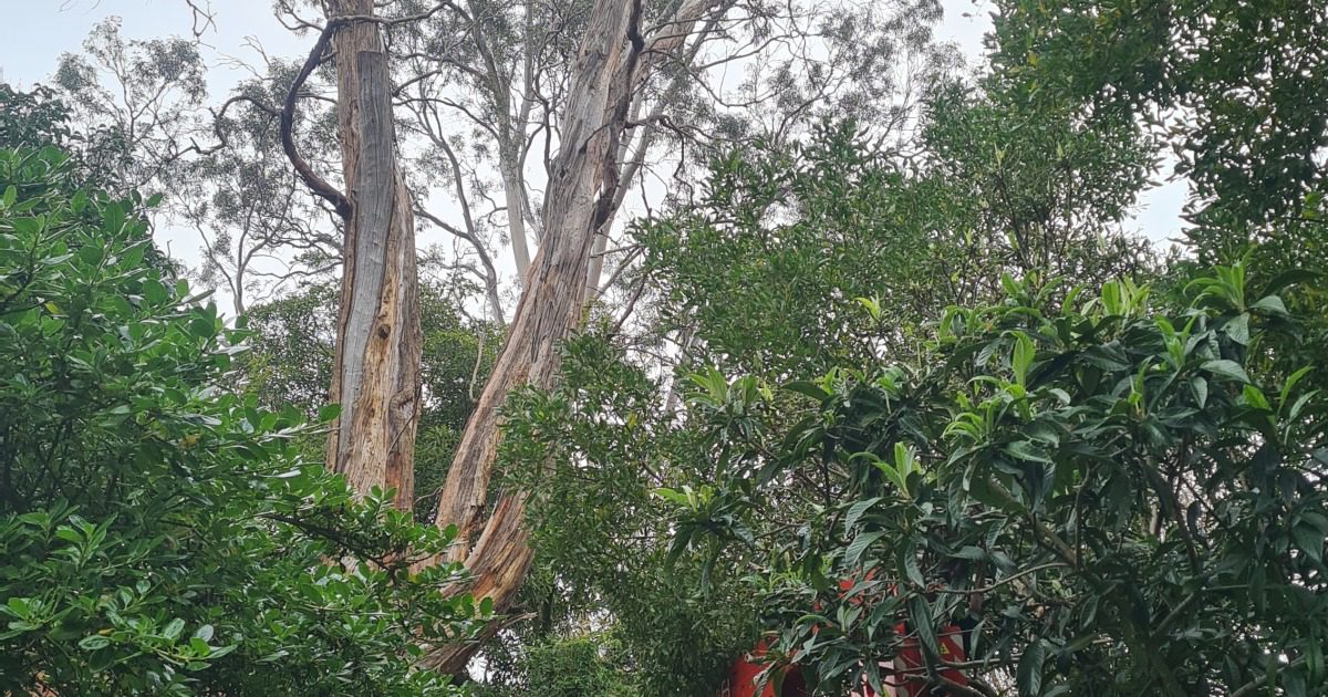 Tree Trimming in York Street, Eltham